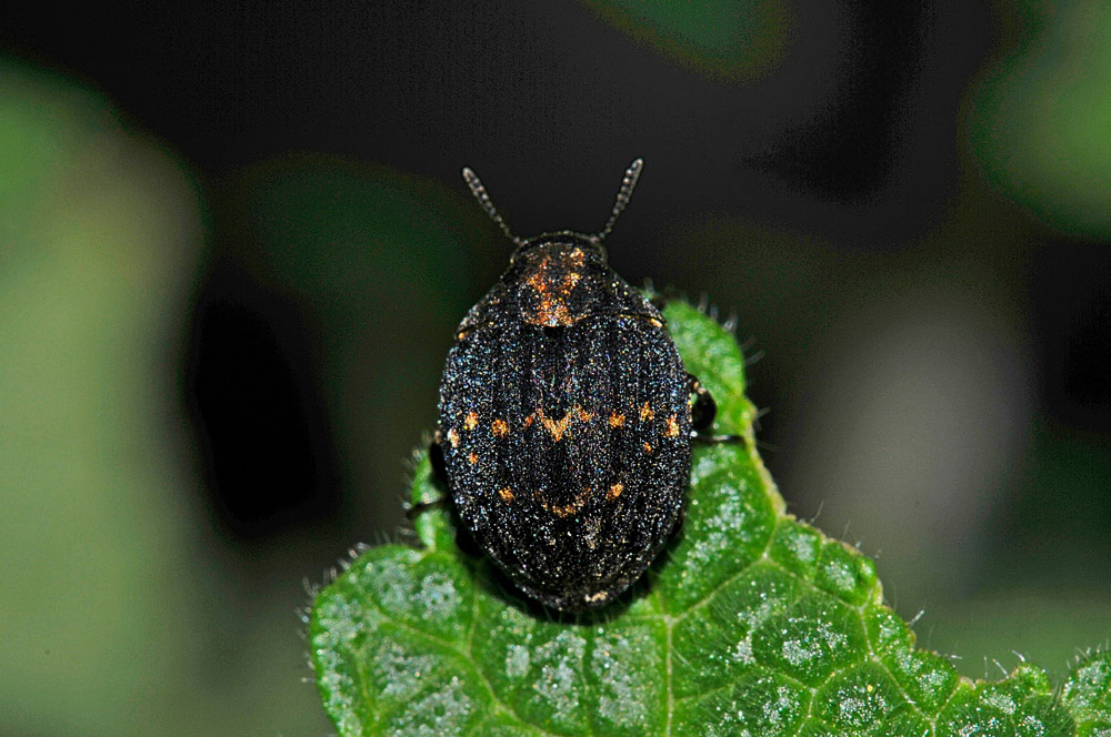 Byrrhidae: Byrrhus pustulatus? Sì.